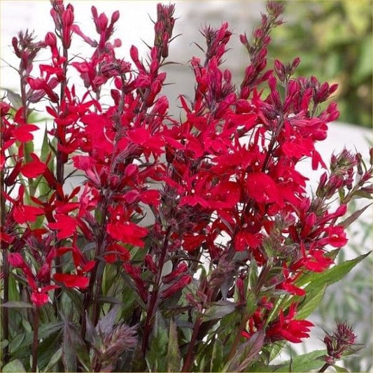 Lobelia Starship Scarlet