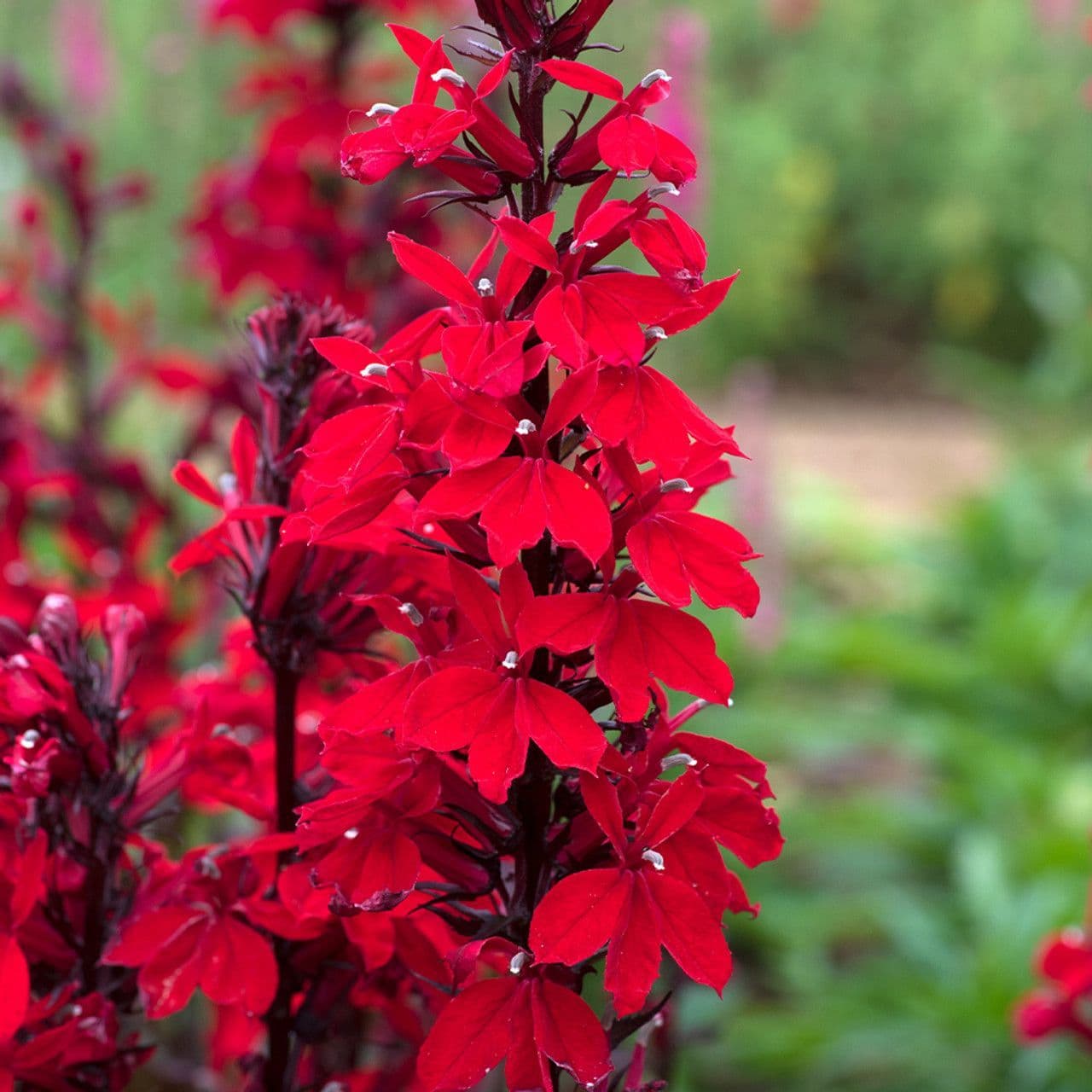 Lobelia Starship Scarlet Bronze Leaf