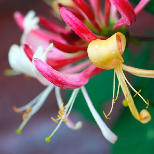 Lonicera Belgica
