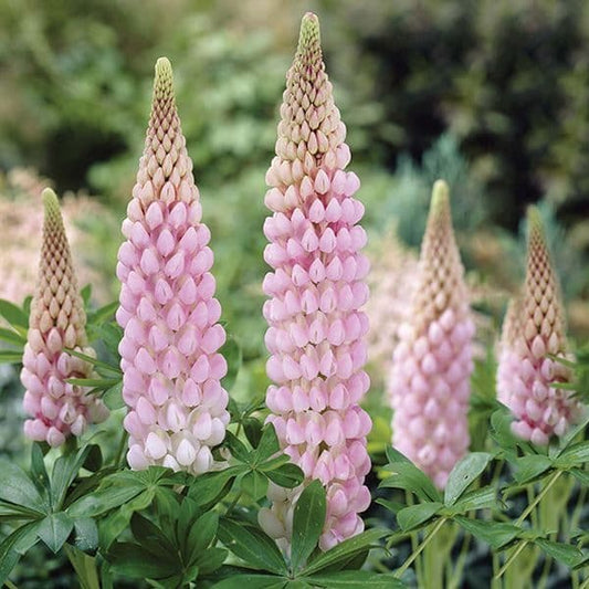 Lupin Blossom