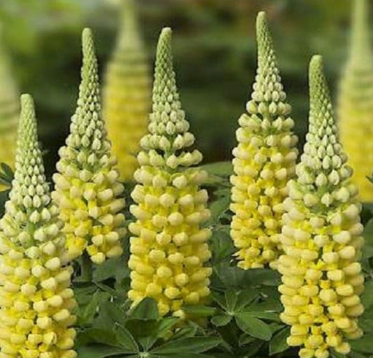 Lupin Dessert Sun