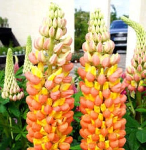 Lupin Gladiator