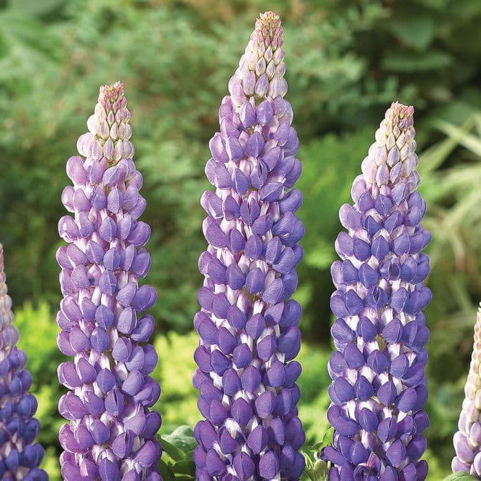 Lupin Persian Slipper