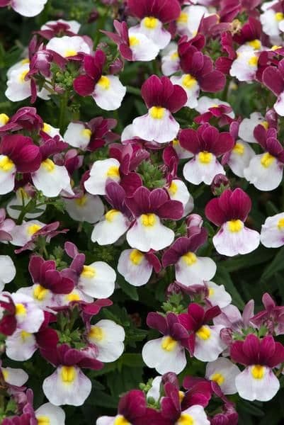 Nemesia Lady Emma