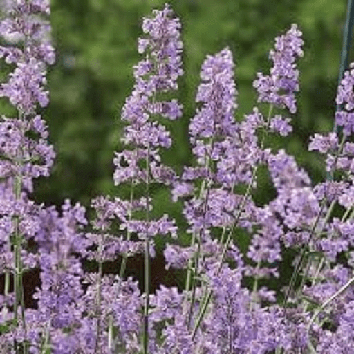 Nepeta Six Hills Giant