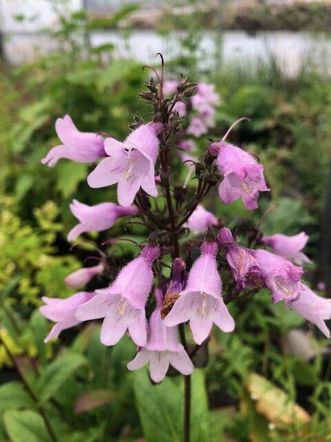 Penstemon Dakota Burgundy