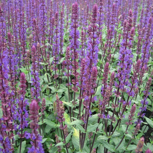 Salvia Caradonna Compact