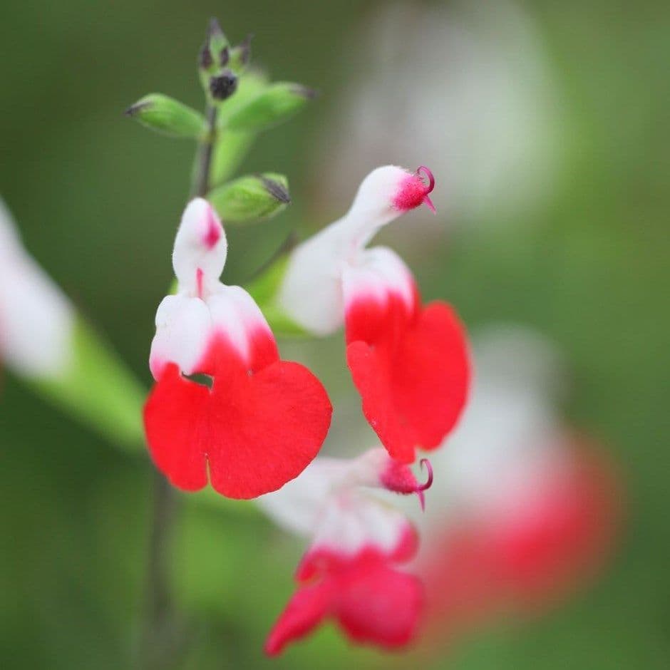 Salvia Hot Lips