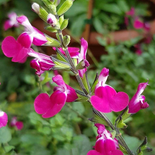 Salvia Mirage Cherry Red