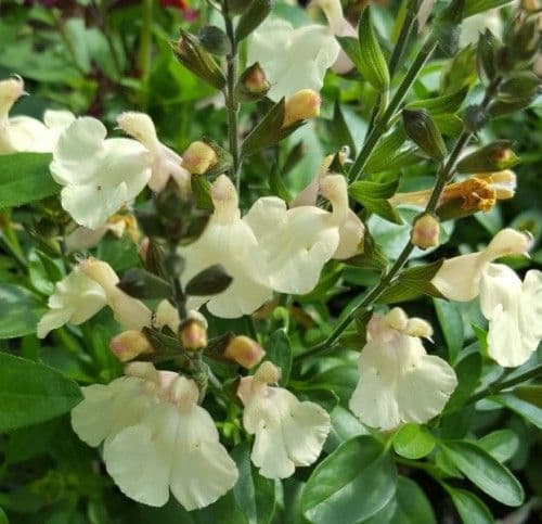 Salvia Mirage Cream