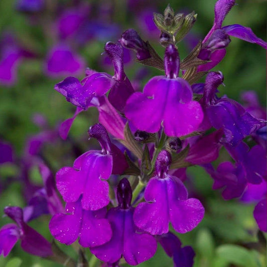 Salvia Mirage Deep Purple