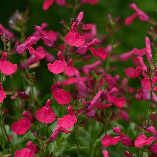 Salvia Mirage Hot Pink