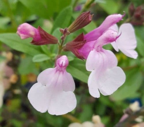 Salvia Mirage Pink Soft