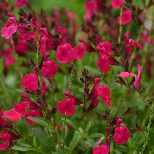 Salvia Mirage Rose Neon
