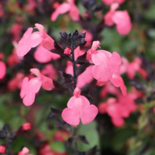 Salvia Mirage Salmon