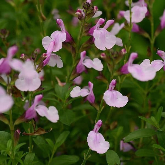 Salvia Mirage Soft Pink