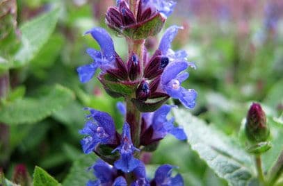 Salvia Sensation Deep Blue