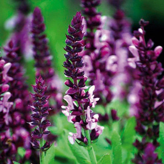 Salvia Sensation Deep Rose