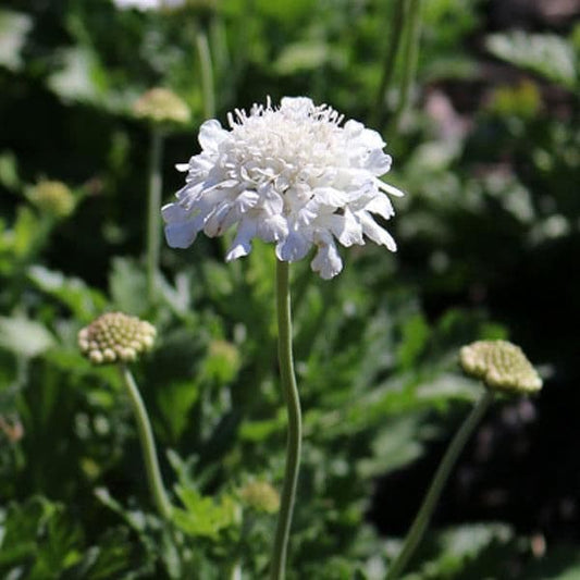 Scabiosa Flutter Pure White