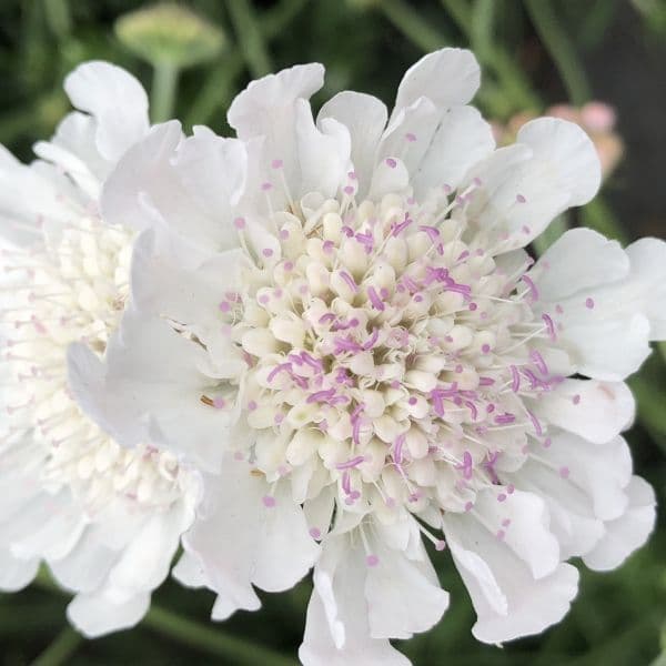 Scabiosa Kudo White