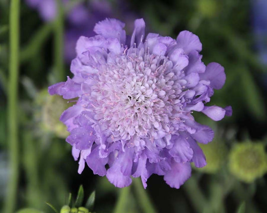 Scabiosa Mariposa Blue