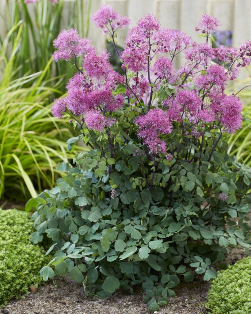 Thalictrum Little Pinkie – Gardeners Delight Nursery