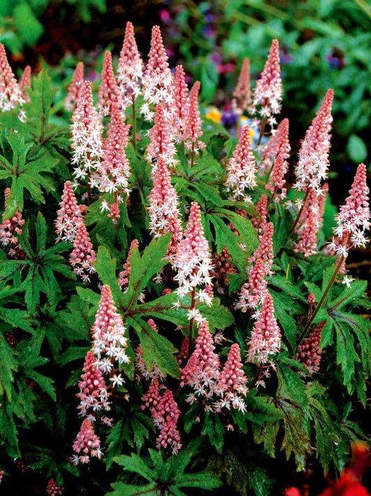 Tiarella Pink Sky Rocket
