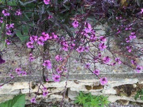 Verbena Bampton