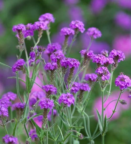 Verbena Santos Purple