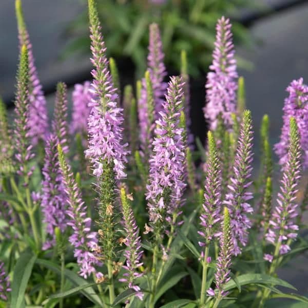 Veronica Moody Blues Mauve