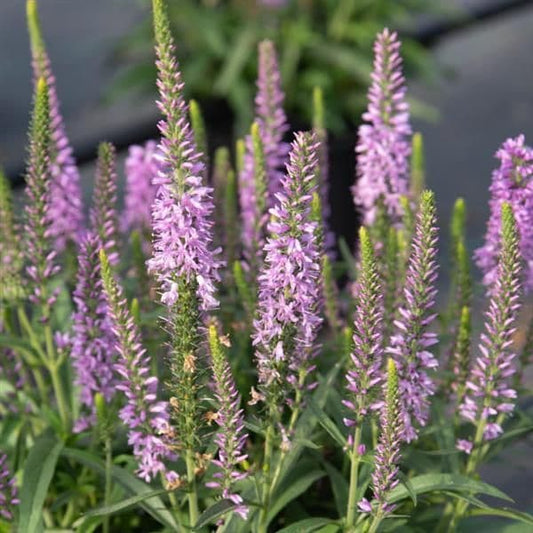 Veronica Moody Blues Mauve